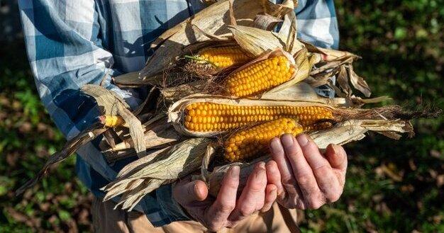 В Україні розпочався збір врожаю кукурудзи. ІНФОГРАФІКА