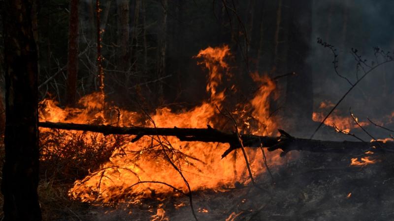 У Донеччині лісова пожежа, викликана обстрілами з боку Росії, триває вже чотири доби, повідомляє обласна військова адміністрація.