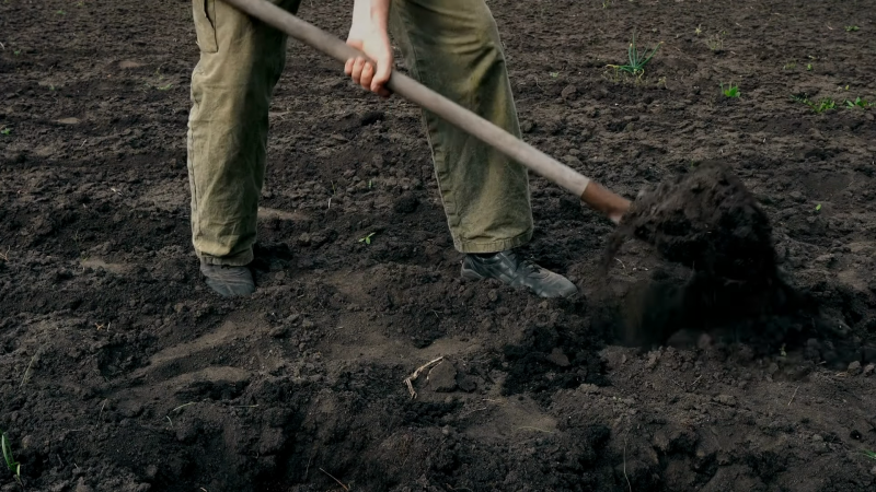 Як підготувати ґрунт для боротьби з хворобами та забезпечити хороший урожай у наступному сезоні: рекомендації від досвідчених садівників.