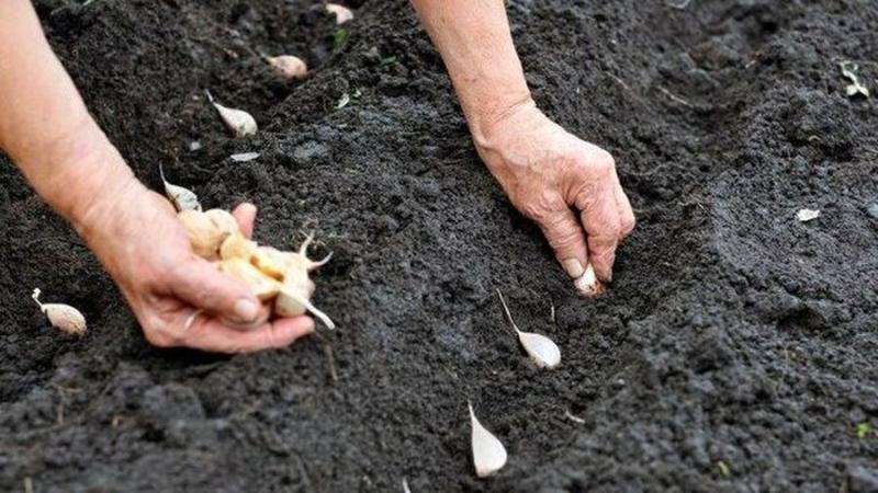 Які види добрив абсолютно не підходять для вирощування озимого часнику - На пенсії